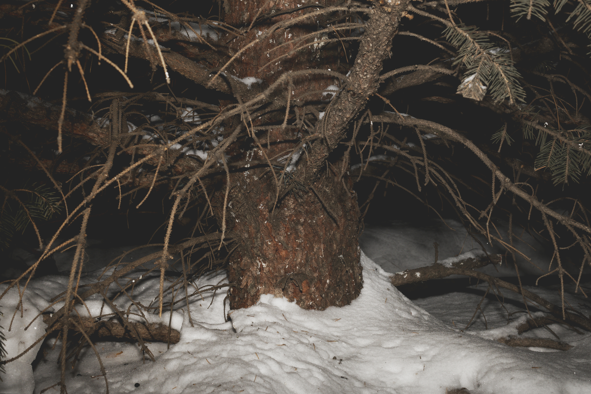 Spruce, night - My, Christmas trees, The photo, Blue Spruce, Night, Winter