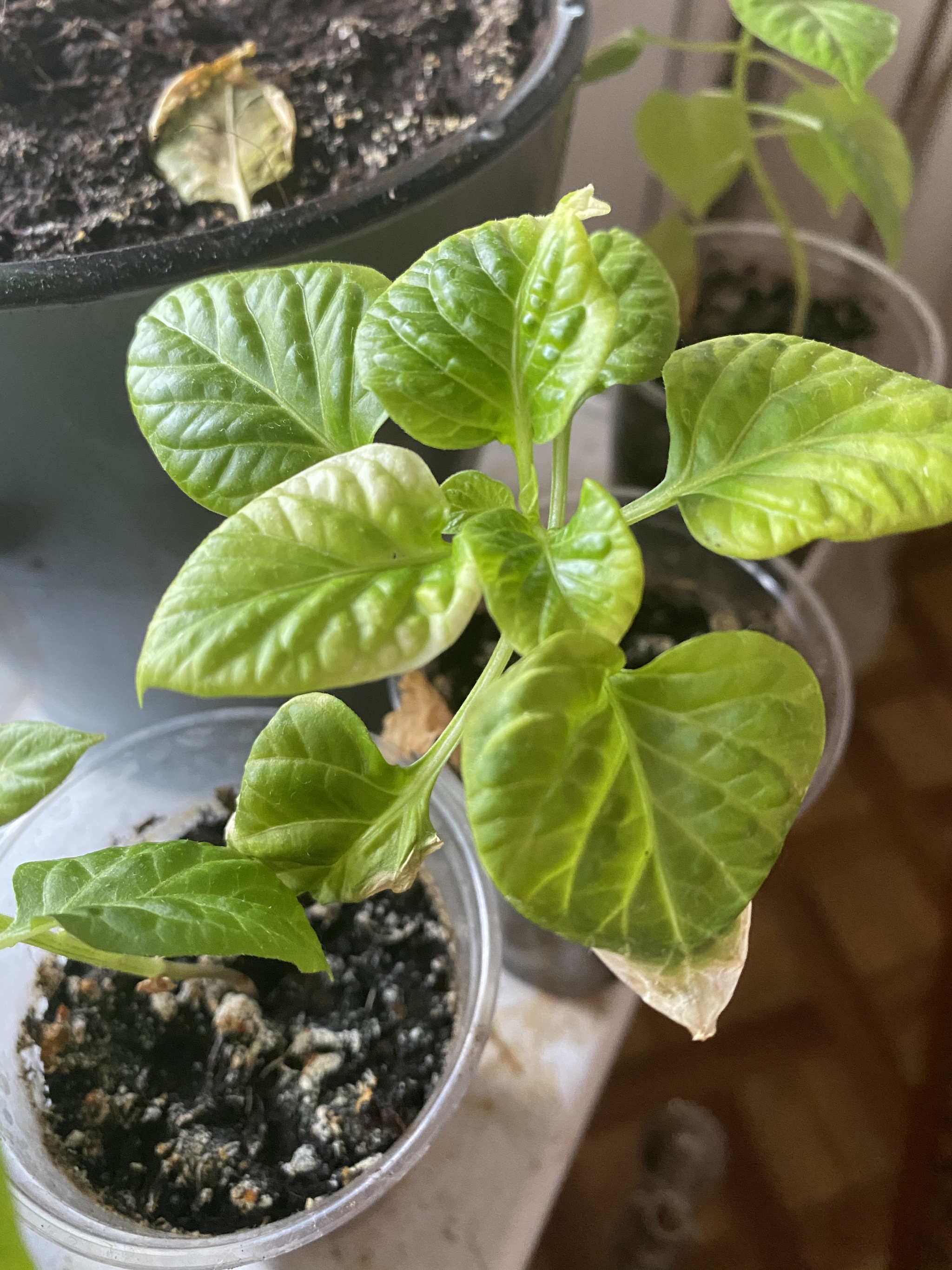 Tell me what's wrong with them? - My, Jalapeno, Hot peppers, Help, Seedling, Longpost