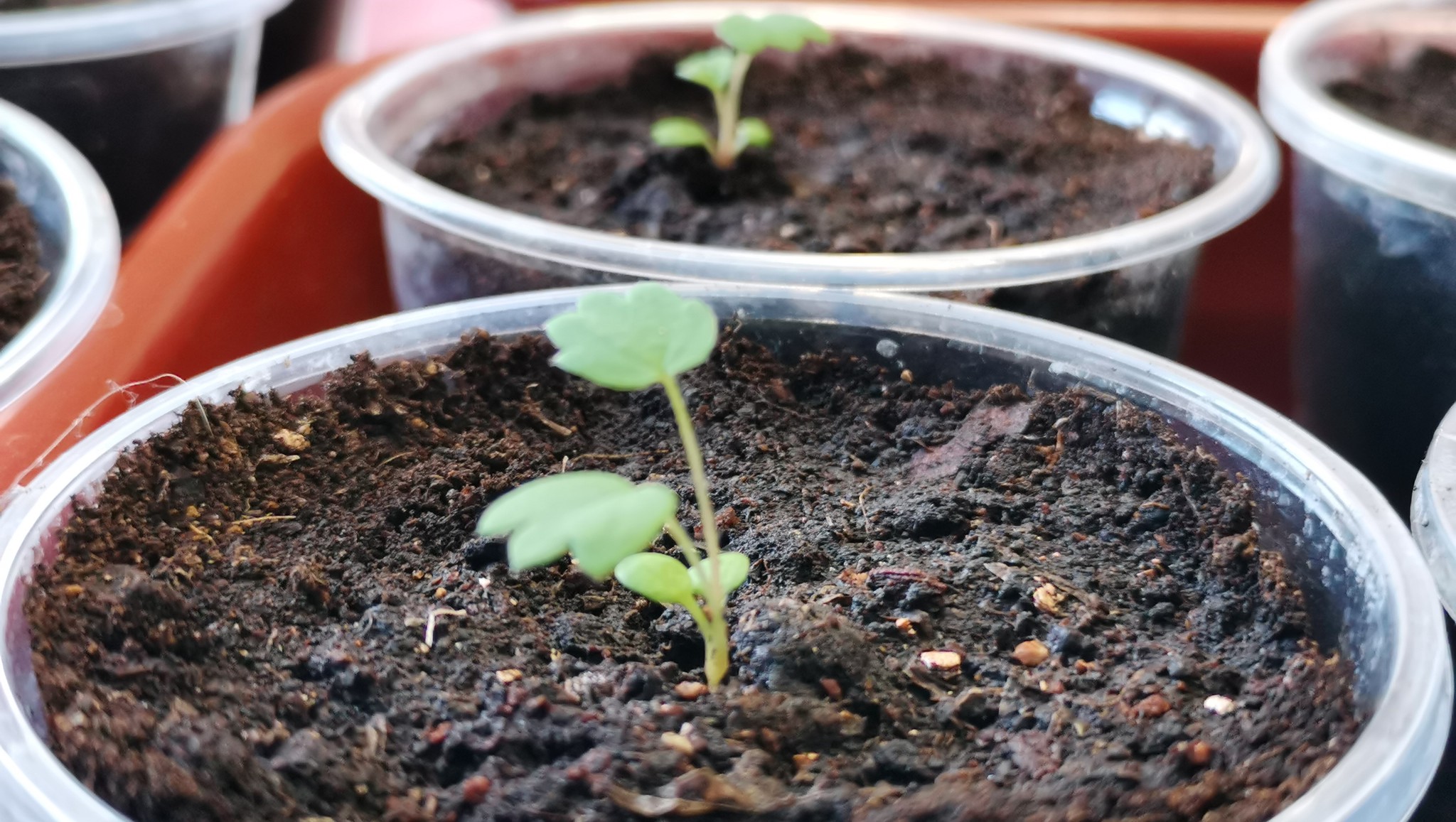 Picking strawberries without loss. Garden strawberries from seeds - My, Strawberry (plant), Strawberry, Dive, Transfer, Seedling, Berries, Garden, Garden, Video