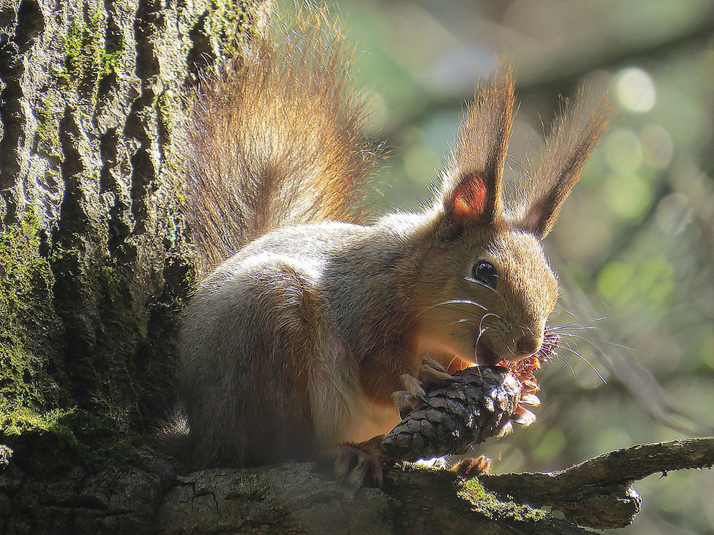 How I came to the squirrels - My, Squirrel, Animals, Rodents, Forest, Walk, Schelkovo, Photo hunting, The photo, Video, Longpost