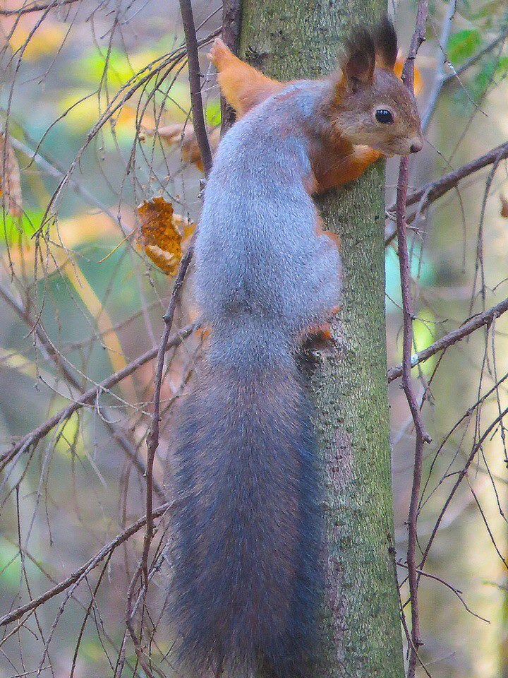 How I came to the squirrels - My, Squirrel, Animals, Rodents, Forest, Walk, Schelkovo, Photo hunting, The photo, Video, Longpost