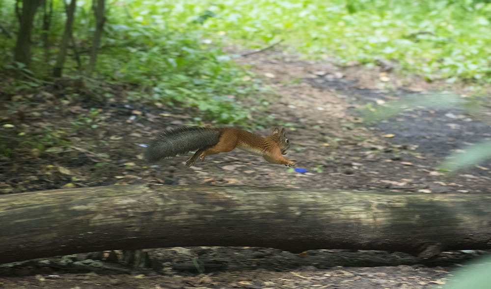 How I came to the squirrels - My, Squirrel, Animals, Rodents, Forest, Walk, Schelkovo, Photo hunting, The photo, Video, Longpost