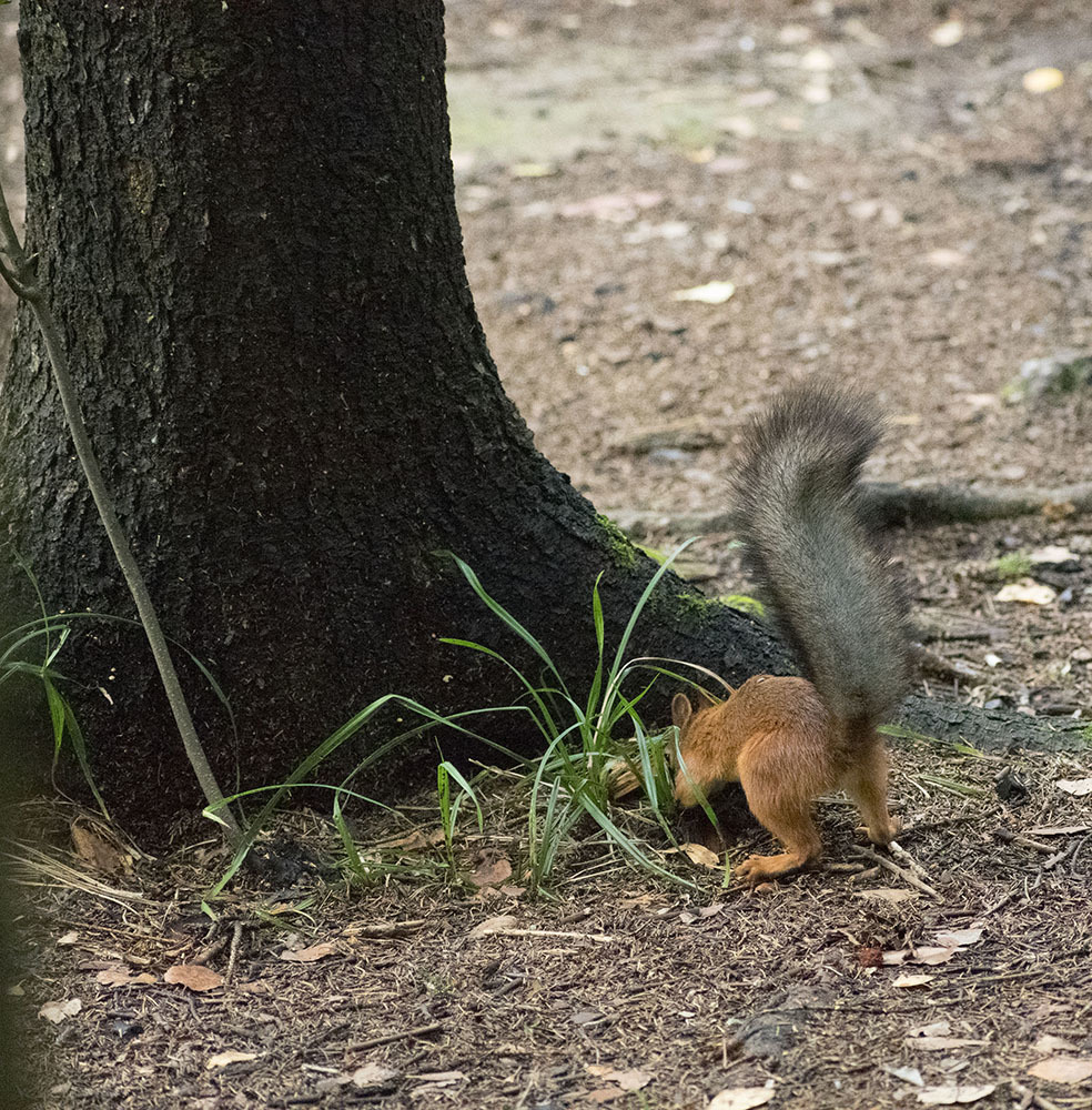 How I came to the squirrels - My, Squirrel, Animals, Rodents, Forest, Walk, Schelkovo, Photo hunting, The photo, Video, Longpost