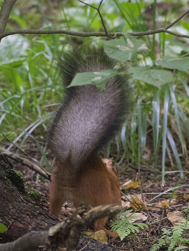 How I came to the squirrels - My, Squirrel, Animals, Rodents, Forest, Walk, Schelkovo, Photo hunting, The photo, Video, Longpost