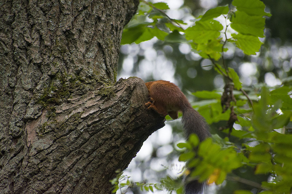 How I came to the squirrels - My, Squirrel, Animals, Rodents, Forest, Walk, Schelkovo, Photo hunting, The photo, Video, Longpost