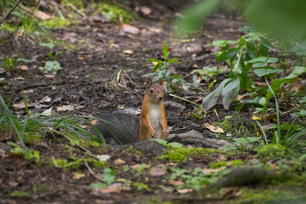 How I came to the squirrels - My, Squirrel, Animals, Rodents, Forest, Walk, Schelkovo, Photo hunting, The photo, Video, Longpost