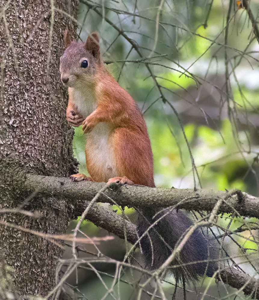 How I came to the squirrels - My, Squirrel, Animals, Rodents, Forest, Walk, Schelkovo, Photo hunting, The photo, Video, Longpost