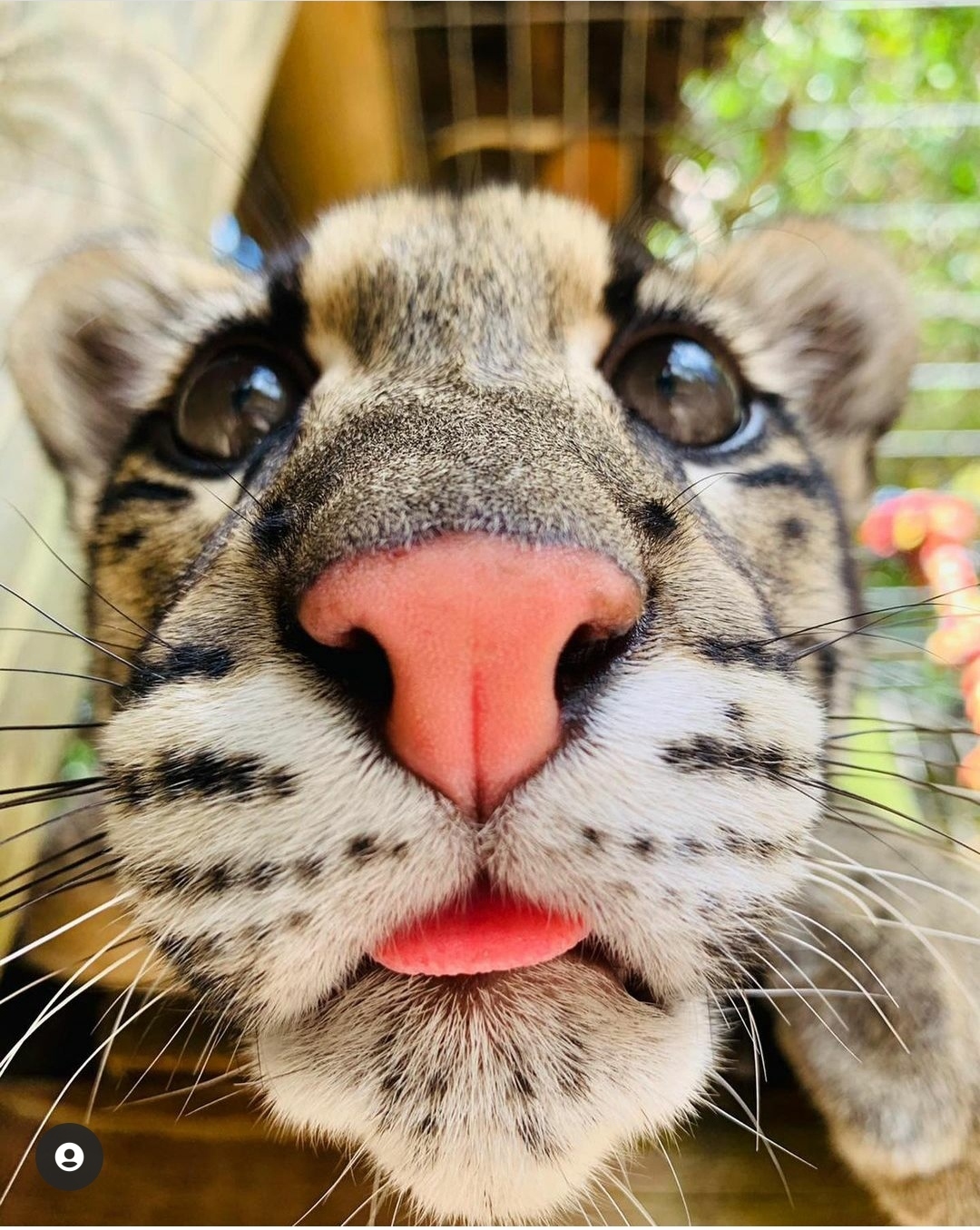 Kotya) - Instagram, Clouded leopard, Cat family, Big cats, The photo, Wild animals