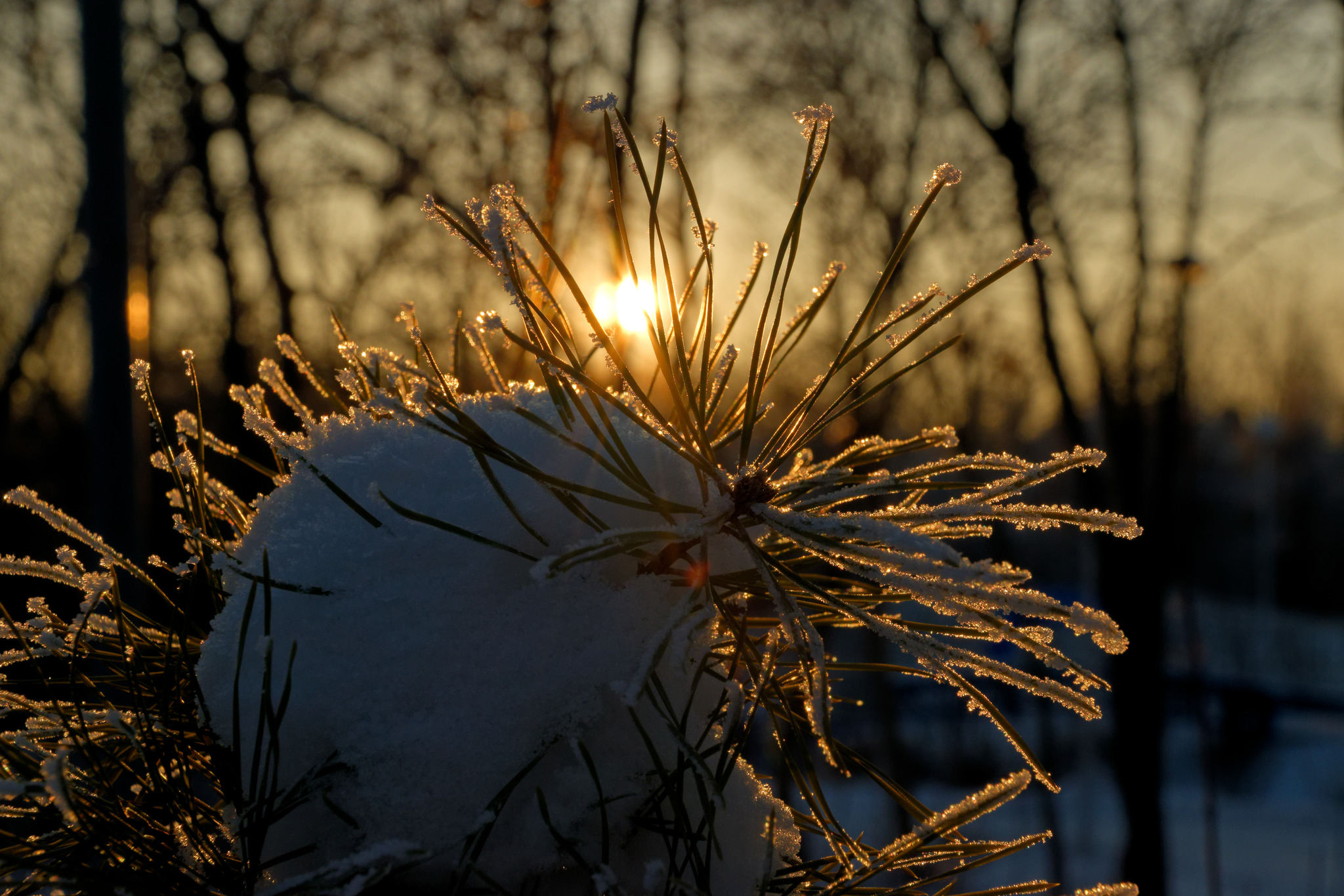 Sunset - My, The photo, Sunset, Evening, Pine, The park, Winter, Snow, Summer and winter time