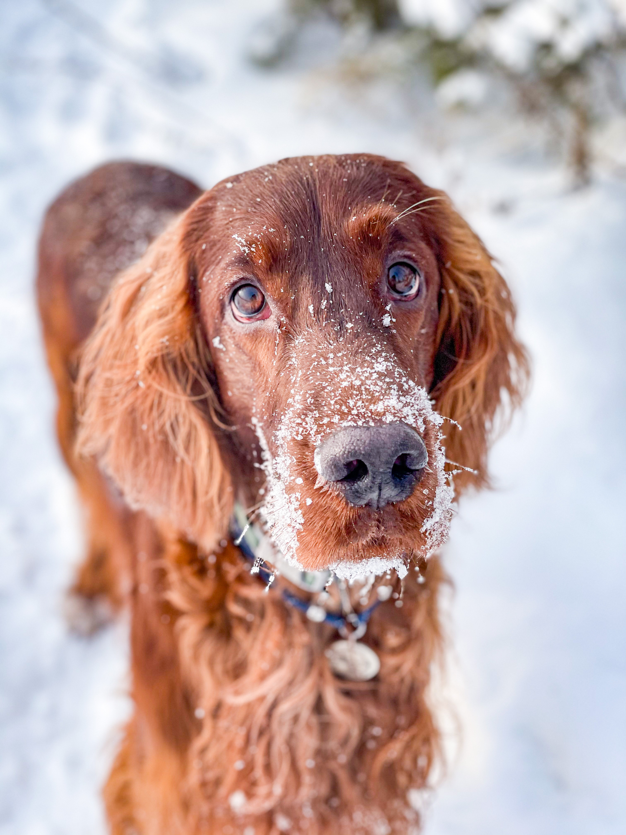 Post #7977335 - My, Setter, Irish Setter, Dog, Winter, Snow, Longpost, Animals