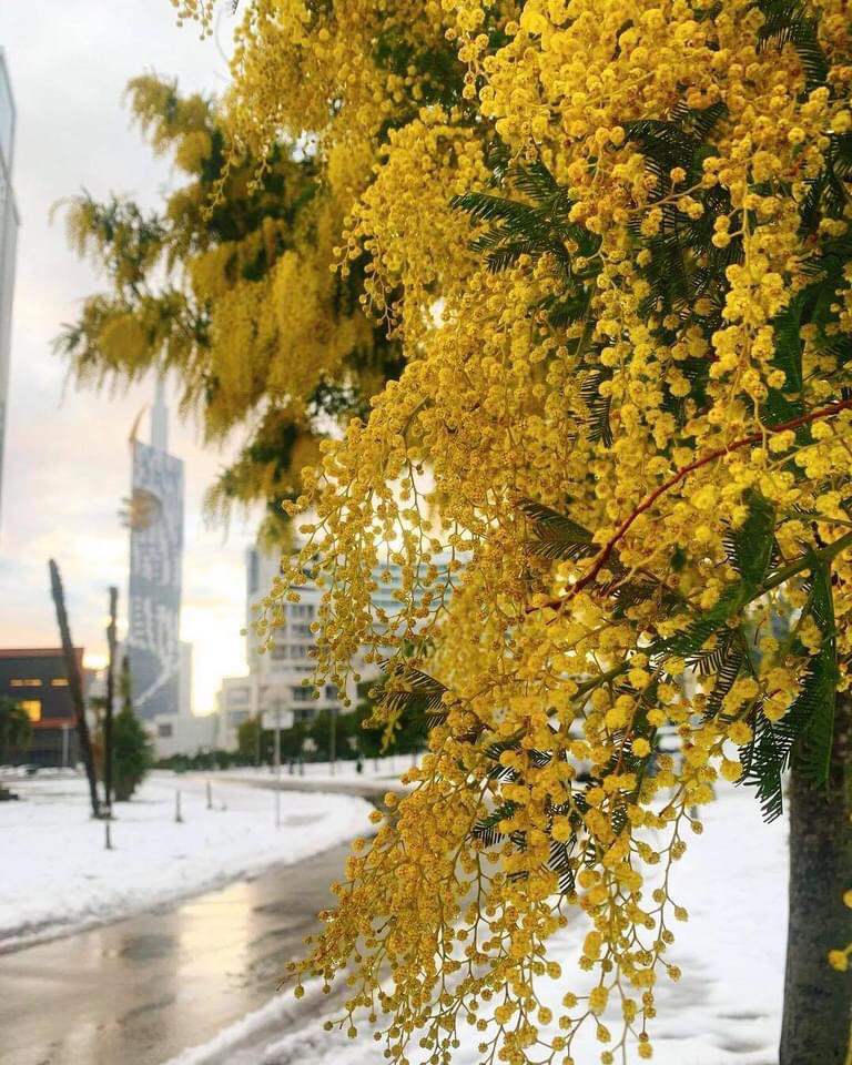 January. Mimosa blooms in Batumi - Georgia, Sakartvelo, Batumi, Mimosa, Bloom, The photo