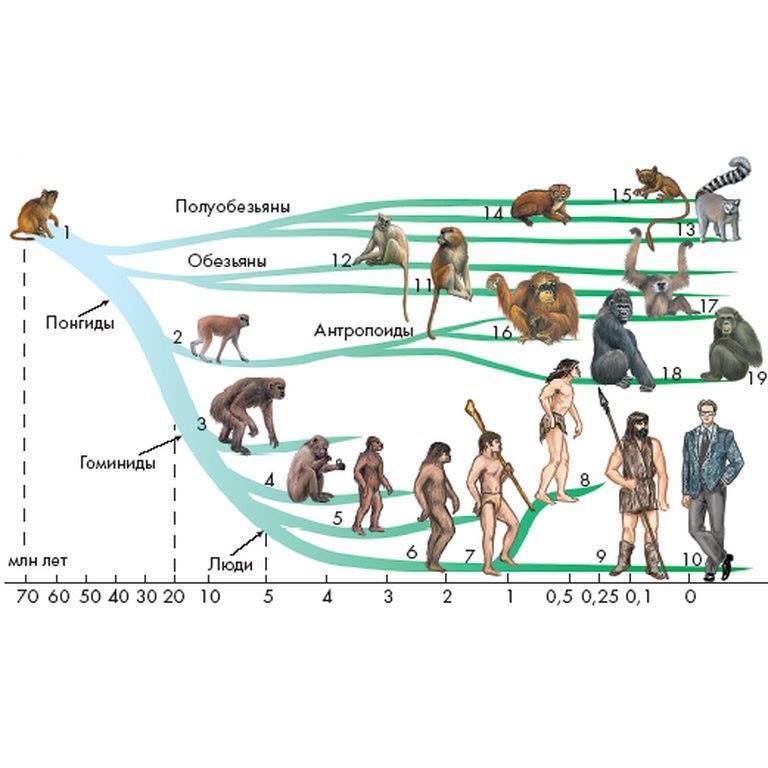 Эволюционная ветвь приматов - Наука, Биология, Эволюция, Антропология, Обезьяна, Человек