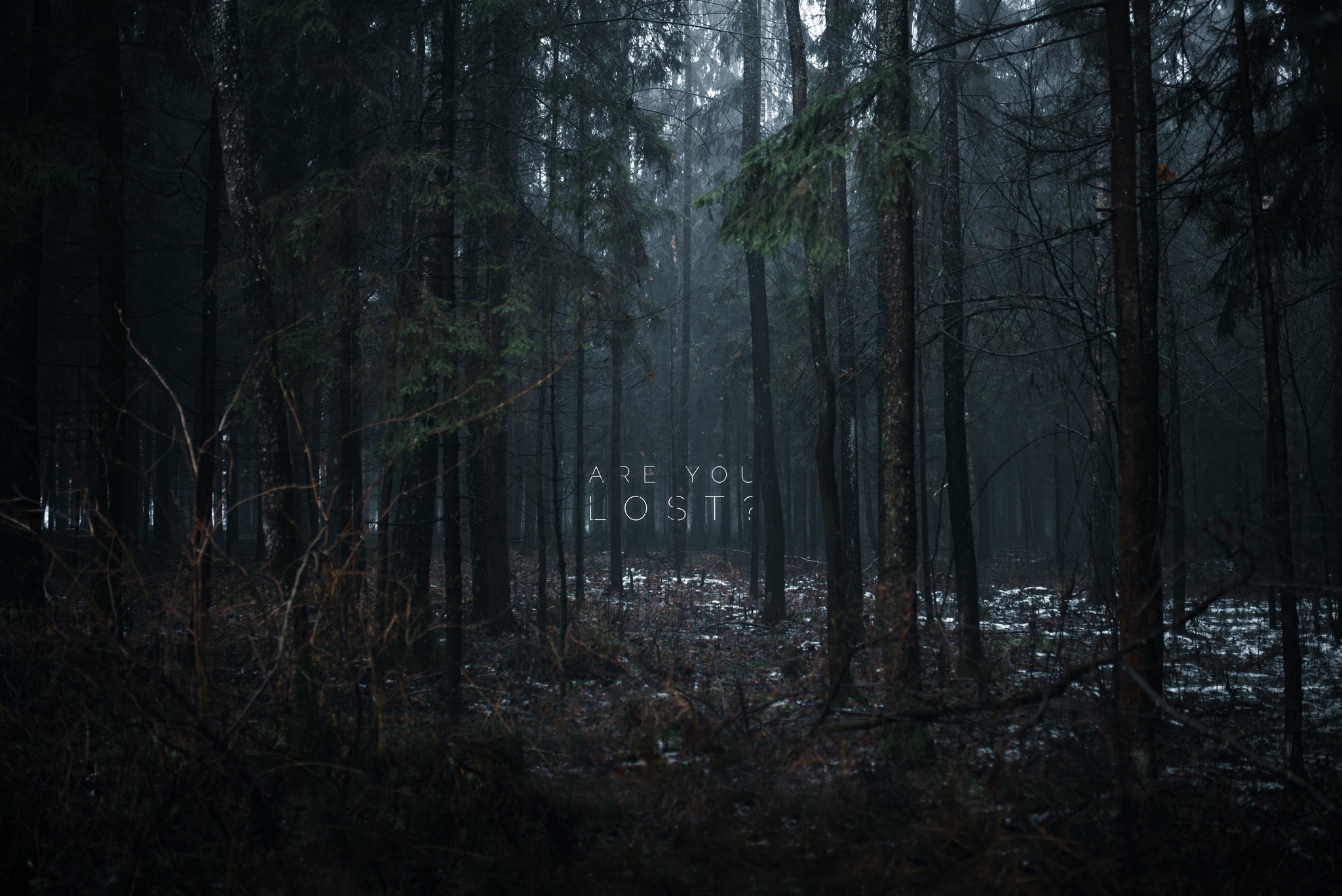 Rain - My, Author's story, The photo, Forest, Fog, Rain, Winter, Thoughts, Thinking out loud