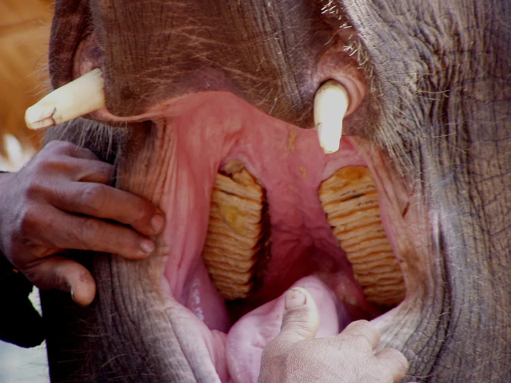 зубы слона