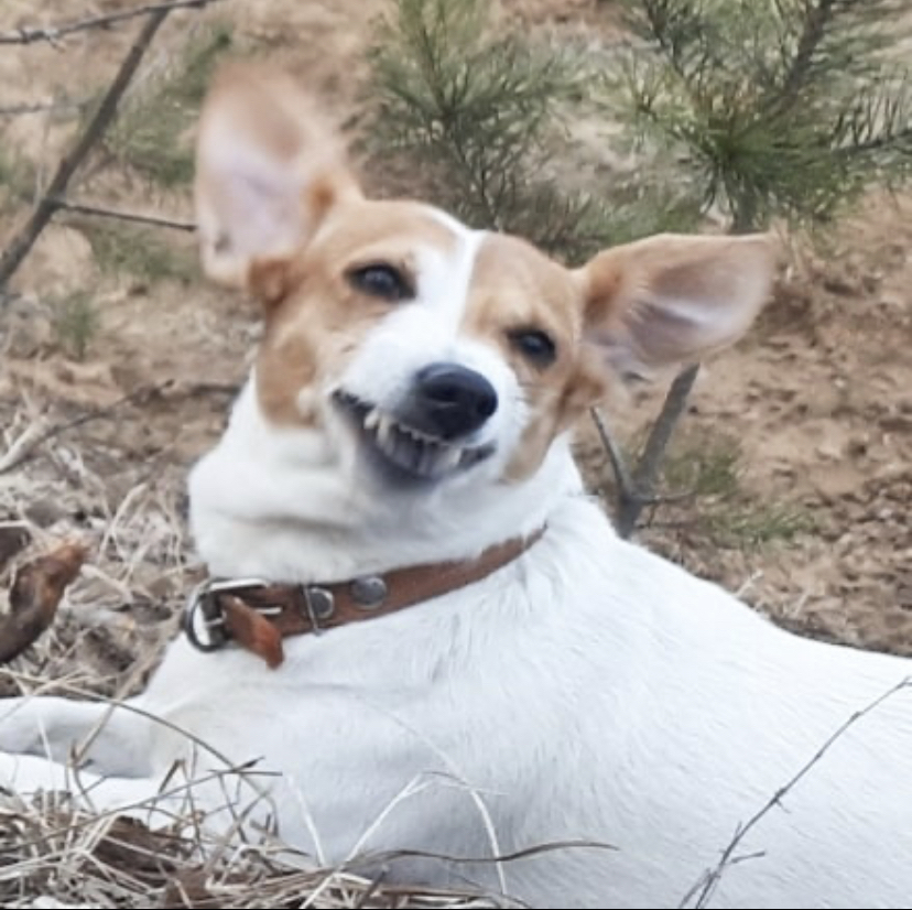 Entity in the form of a gnome (long post) - My, Jack Russell Terrier, Dog, The photo, Longpost