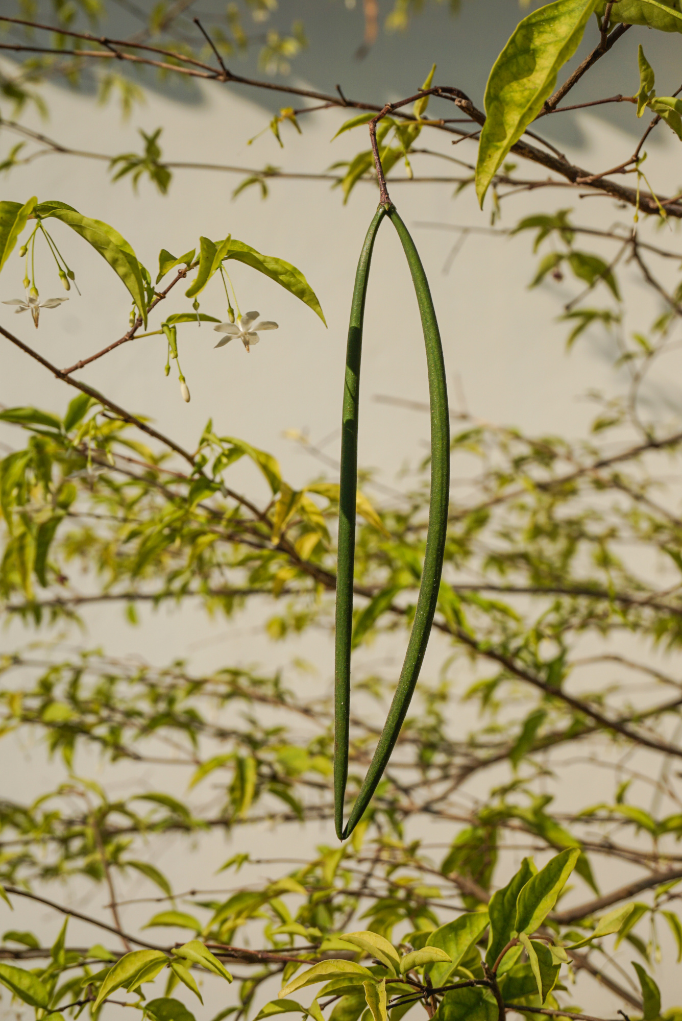 Help in identifying - My, Definition, Plants, Tree, Cambodia, Siem Reap, Botany, Southeast Asia, Indochina, Longpost