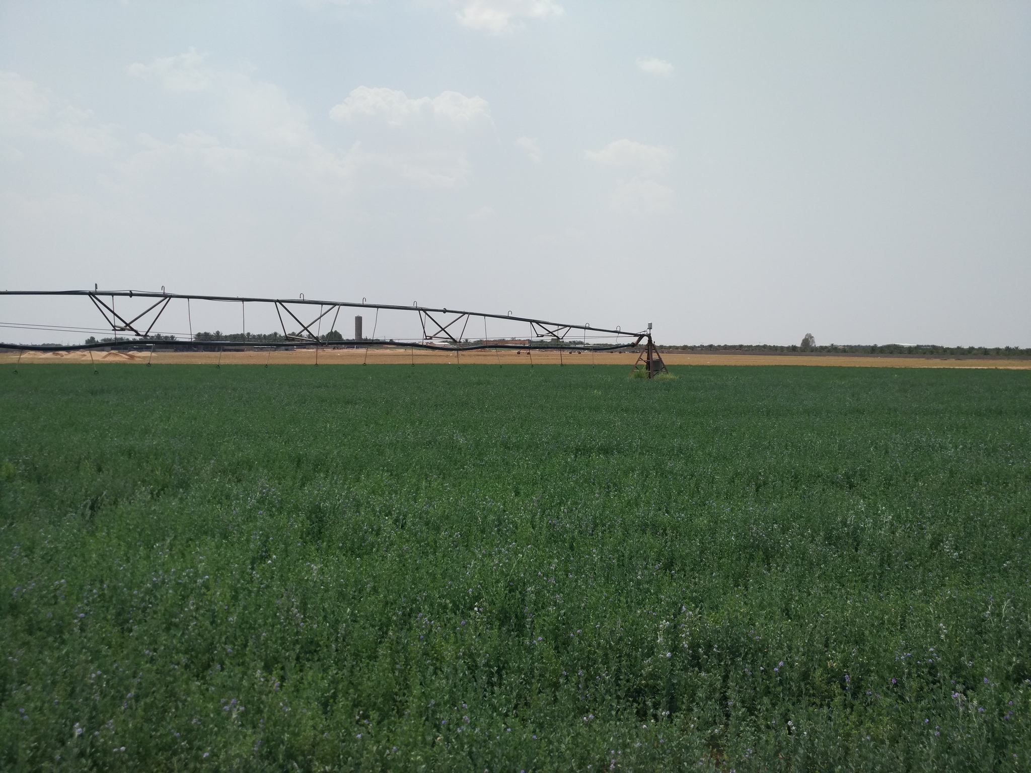 Agriculture and life in the middle of the desert. (Saudi Arabia) - My, Saudi Arabia, Arabian Desert, Сельское хозяйство, Irrigation, Longpost, Desert, Water