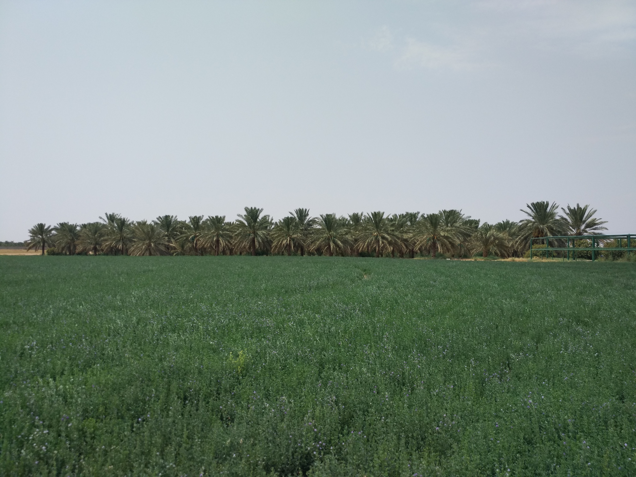 Agriculture and life in the middle of the desert. (Saudi Arabia) - My, Saudi Arabia, Arabian Desert, Сельское хозяйство, Irrigation, Longpost, Desert, Water