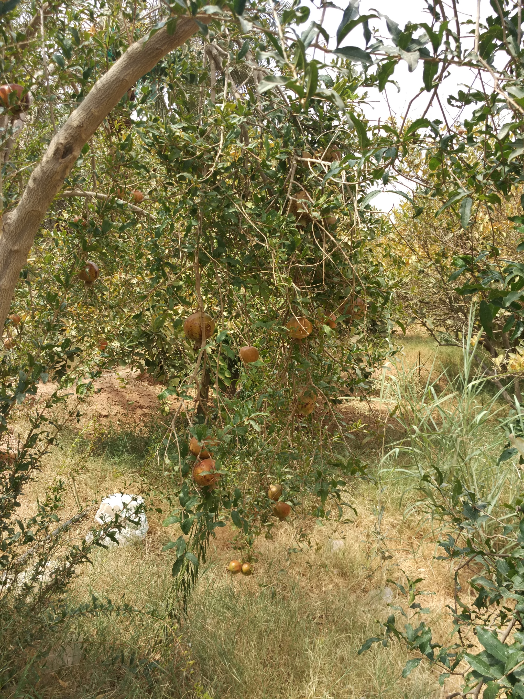 Agriculture and life in the middle of the desert. (Saudi Arabia) - My, Saudi Arabia, Arabian Desert, Сельское хозяйство, Irrigation, Longpost, Desert, Water