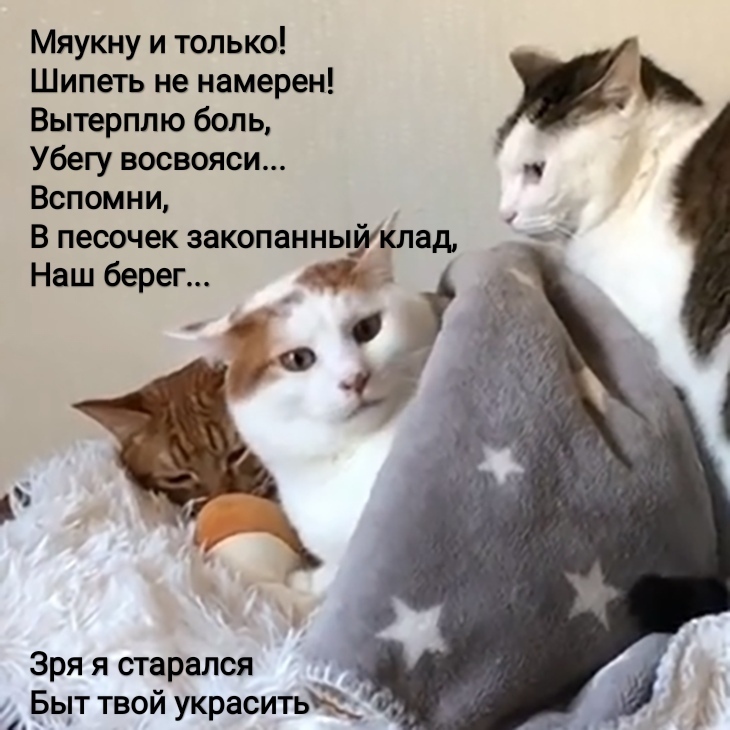 М - Маякотский - Моё, Кот, Любовь, Стихи, Длиннопост, Владимир Маяковский