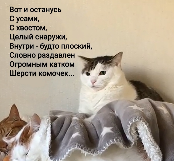 М - Маякотский - Моё, Кот, Любовь, Стихи, Длиннопост, Владимир Маяковский