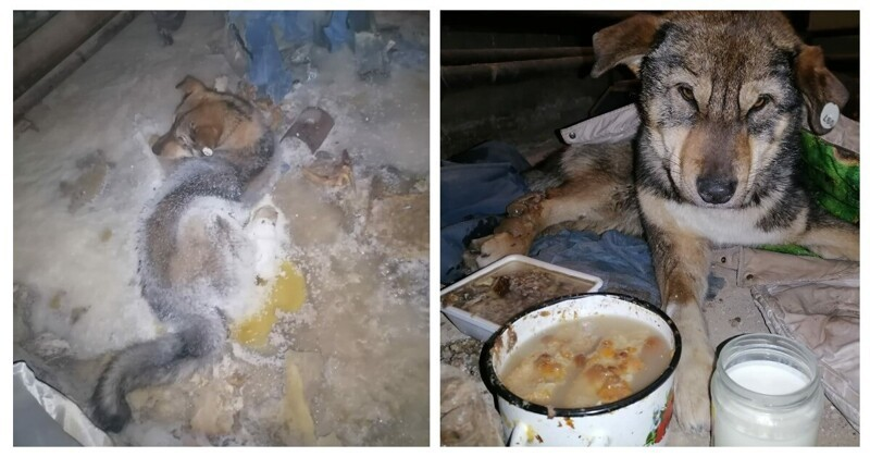 In Yakutia, a dog was frozen in the ice, but caring residents saved it - Animals, Dog, The rescue, Yakutia, Video, Longpost, Ice, Freezing, Animal Rescue