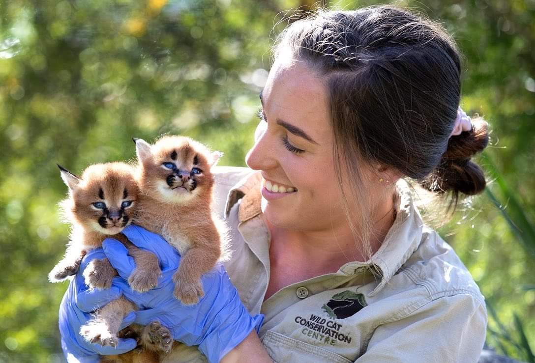 Unusual kittens) - Caracal, Small cats, Kittens, Milota, Australia, Video, Longpost, Wild cat center