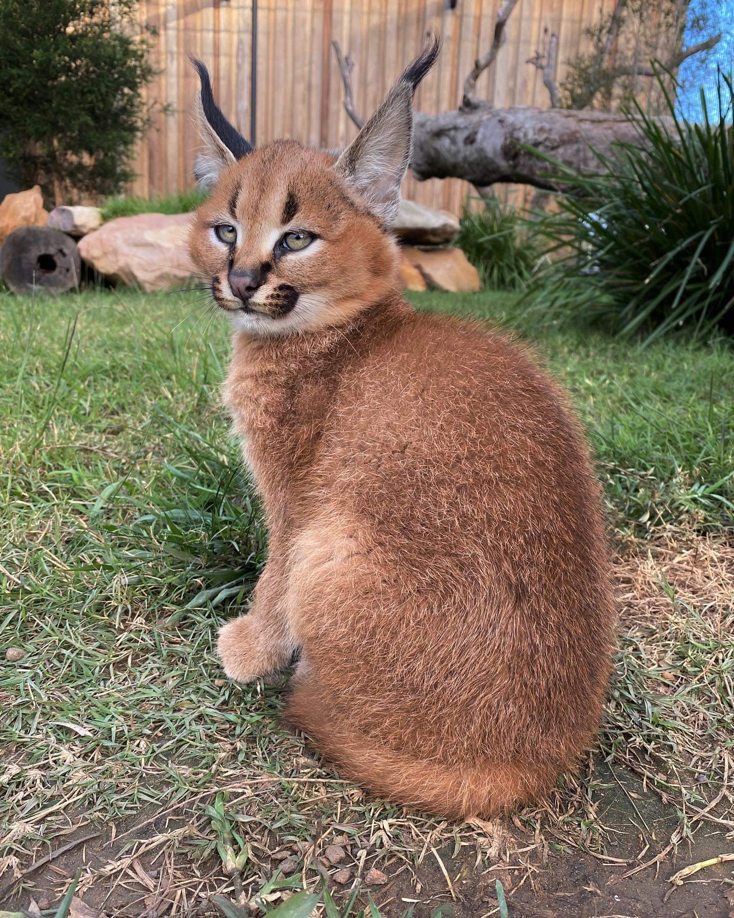 Unusual kittens) - Caracal, Small cats, Kittens, Milota, Australia, Video, Longpost, Wild cat center