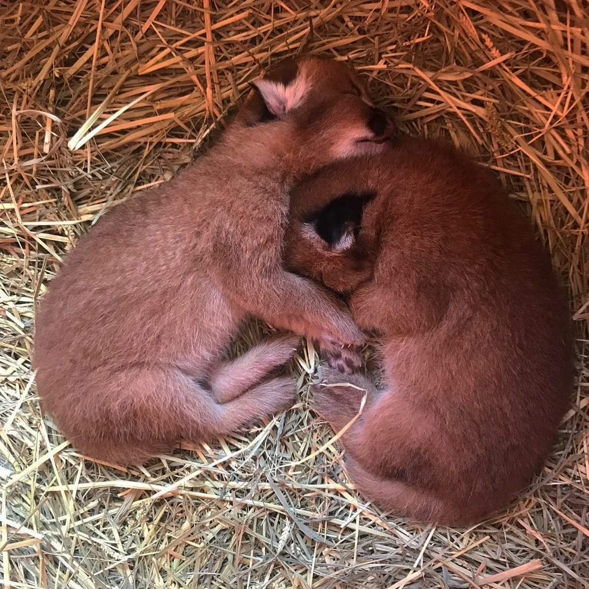 Unusual kittens) - Caracal, Small cats, Kittens, Milota, Australia, Video, Longpost, Wild cat center