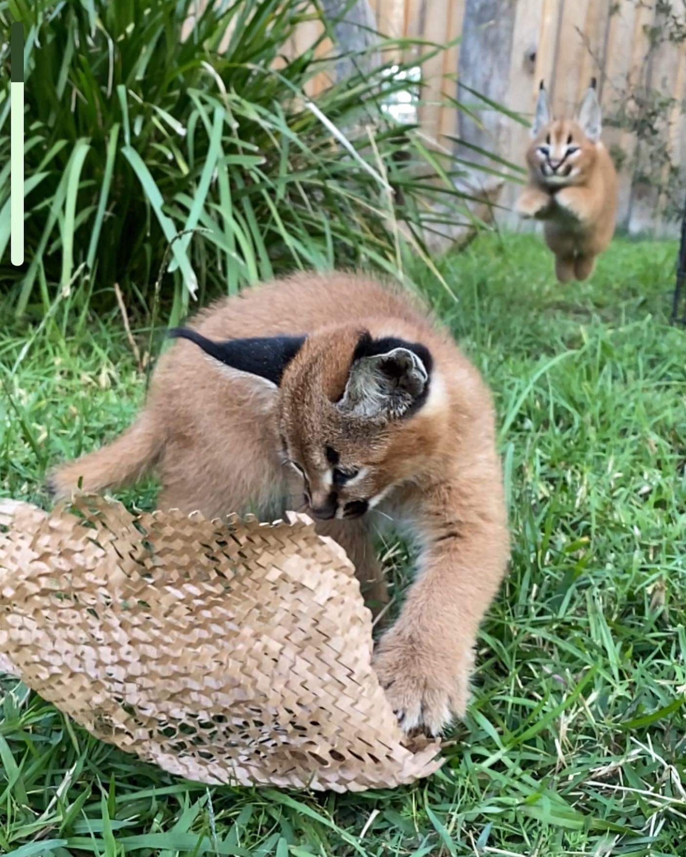 Unusual kittens) - Caracal, Small cats, Kittens, Milota, Australia, Video, Longpost, Wild cat center