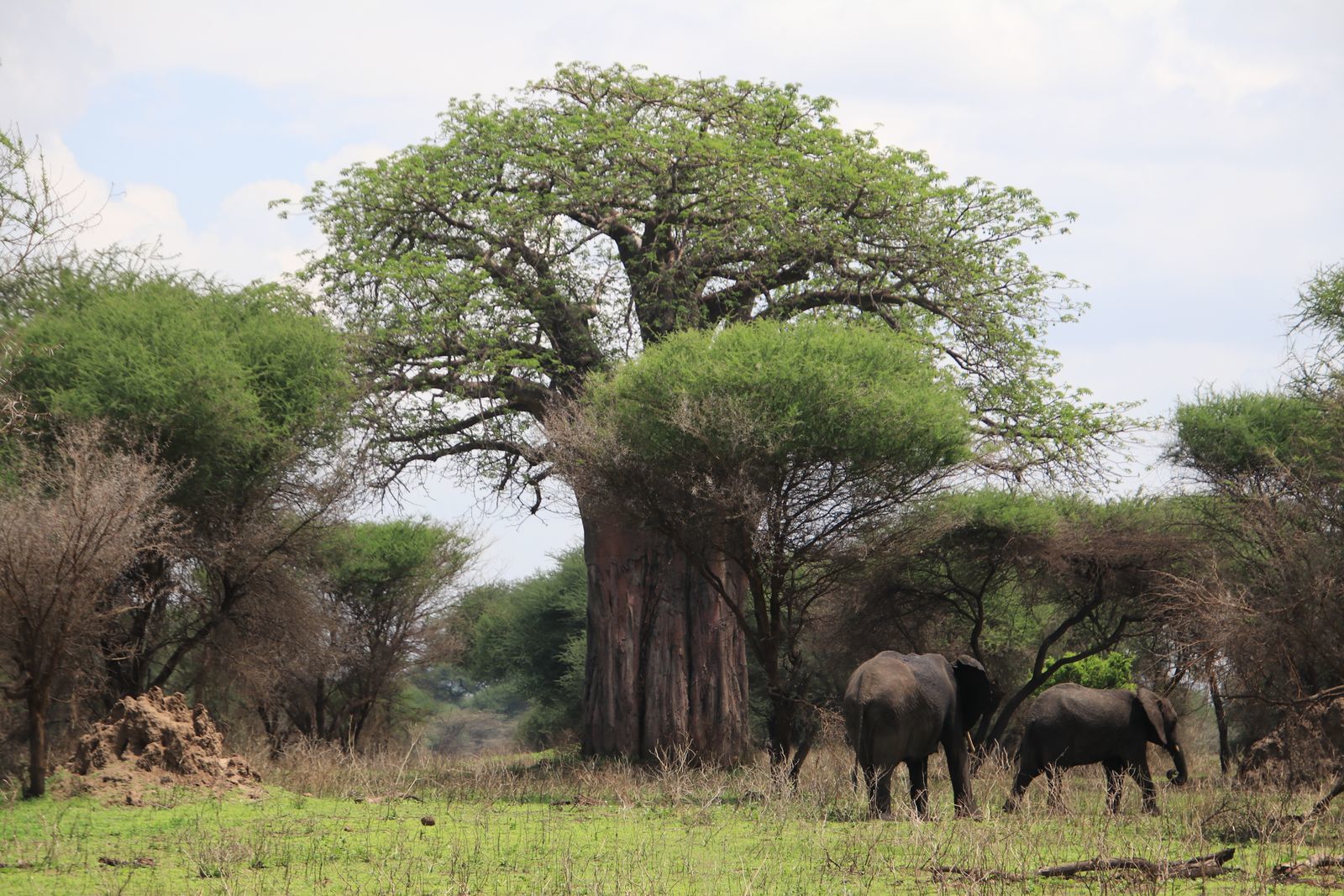 Safari in Tanzania. Tarangiri, Lake Manyara with continuation - My, Safari, Travels, Serengeti, Wild animals, Longpost