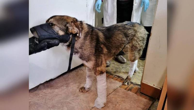 In Yakutia, a dog was frozen in the ice, but caring residents saved it - Animals, Dog, The rescue, Yakutia, Video, Longpost, Ice, Freezing, Animal Rescue