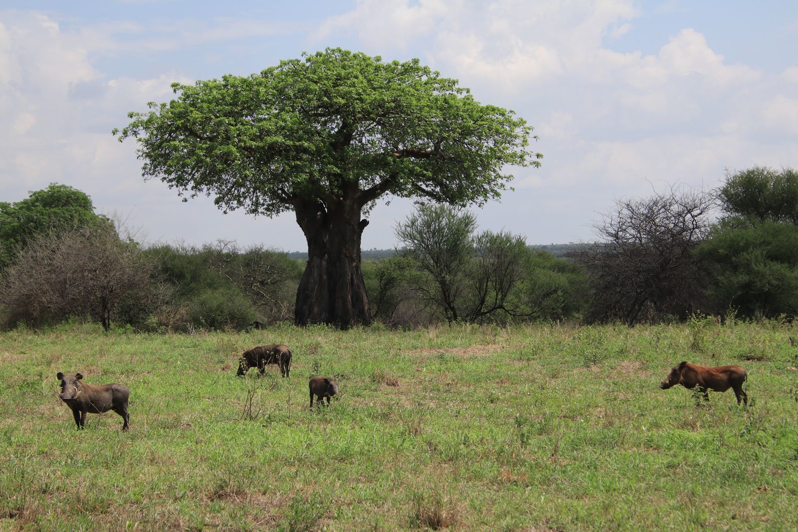 Safari in Tanzania. Tarangiri, Lake Manyara with continuation - My, Safari, Travels, Serengeti, Wild animals, Longpost