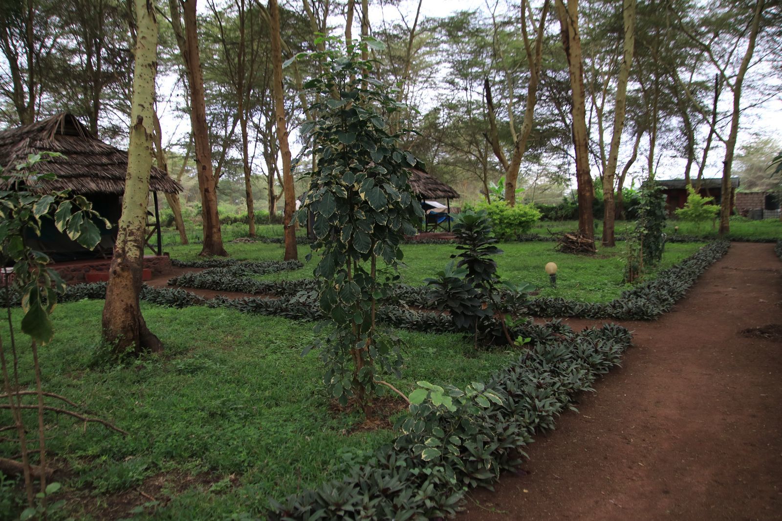 Safari in Tanzania. Tarangiri, Lake Manyara with continuation - My, Safari, Travels, Serengeti, Wild animals, Longpost