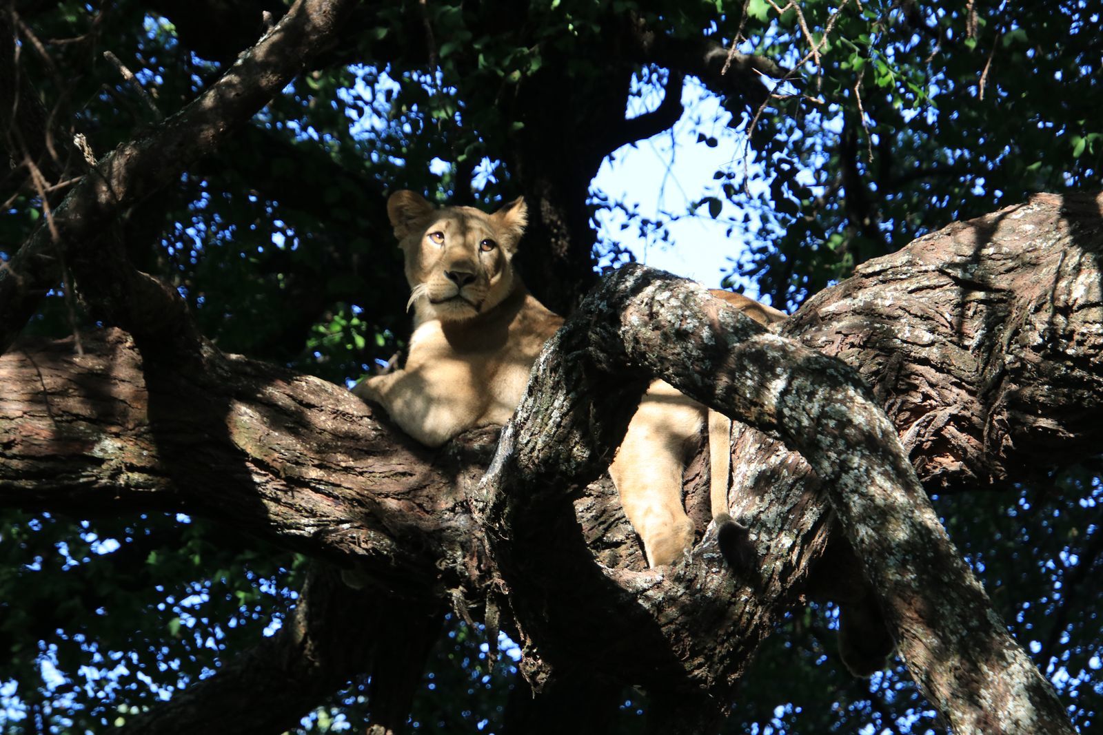 Safari in Tanzania. Tarangiri, Lake Manyara with continuation - My, Safari, Travels, Serengeti, Wild animals, Longpost