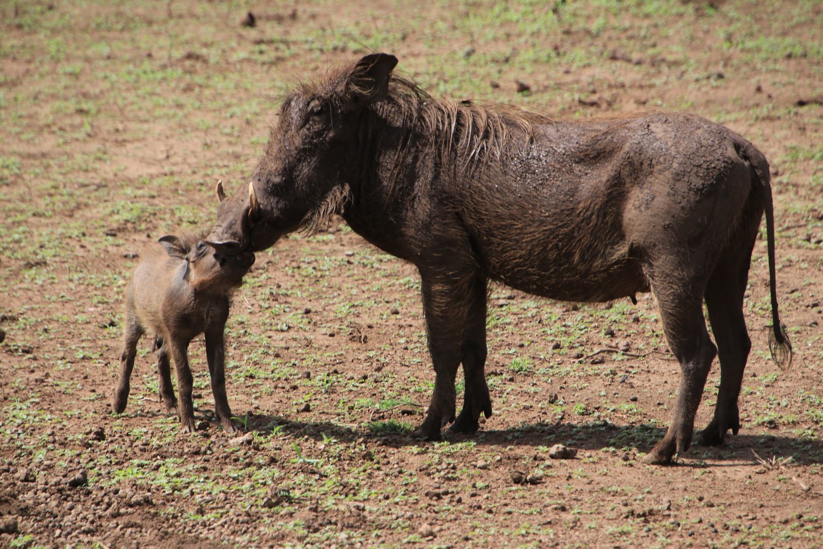 Safari in Tanzania. Tarangiri, Lake Manyara with continuation - My, Safari, Travels, Serengeti, Wild animals, Longpost