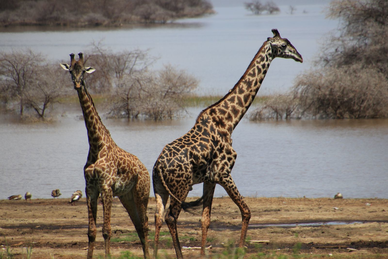 Safari in Tanzania. Tarangiri, Lake Manyara with continuation - My, Safari, Travels, Serengeti, Wild animals, Longpost