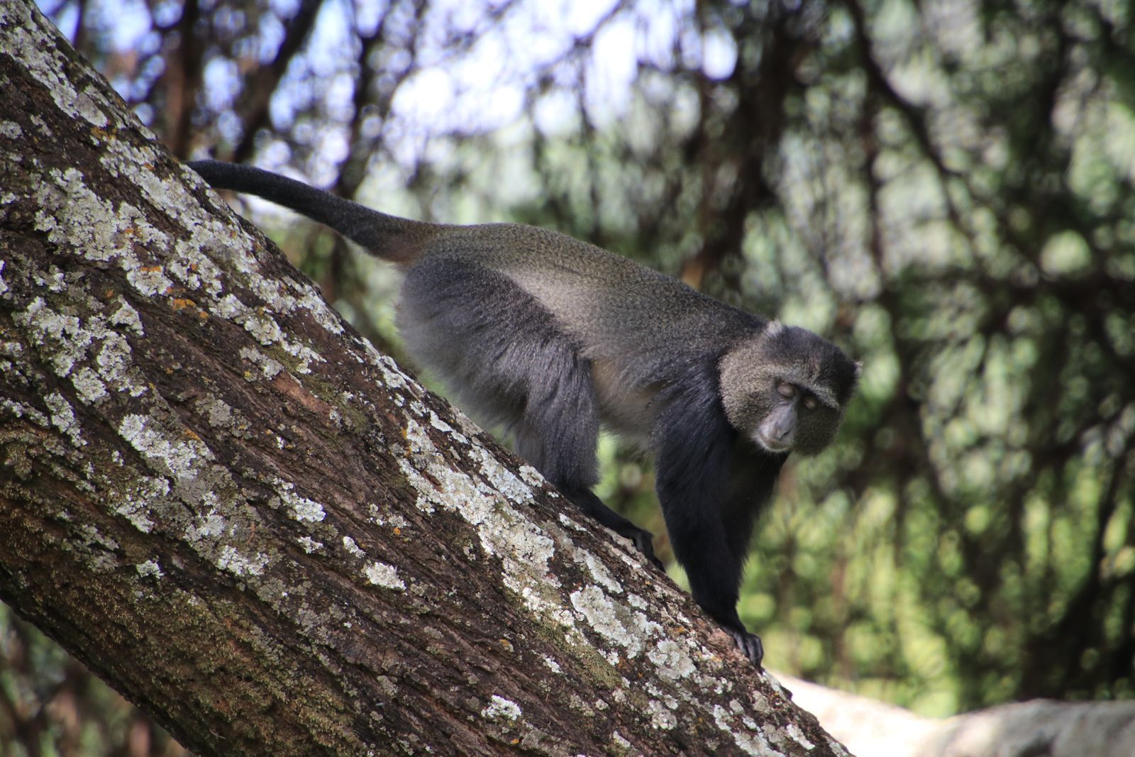 Safari in Tanzania. Tarangiri, Lake Manyara with continuation - My, Safari, Travels, Serengeti, Wild animals, Longpost