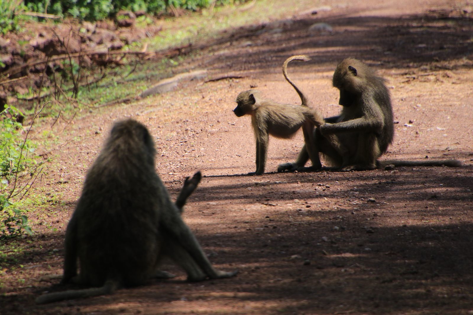 Safari in Tanzania. Tarangiri, Lake Manyara with continuation - My, Safari, Travels, Serengeti, Wild animals, Longpost