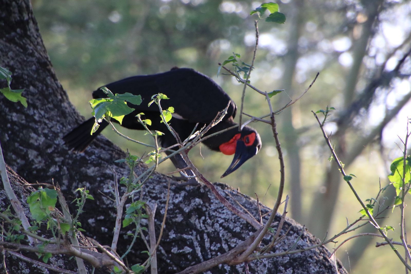 Safari in Tanzania. Tarangiri, Lake Manyara with continuation - My, Safari, Travels, Serengeti, Wild animals, Longpost