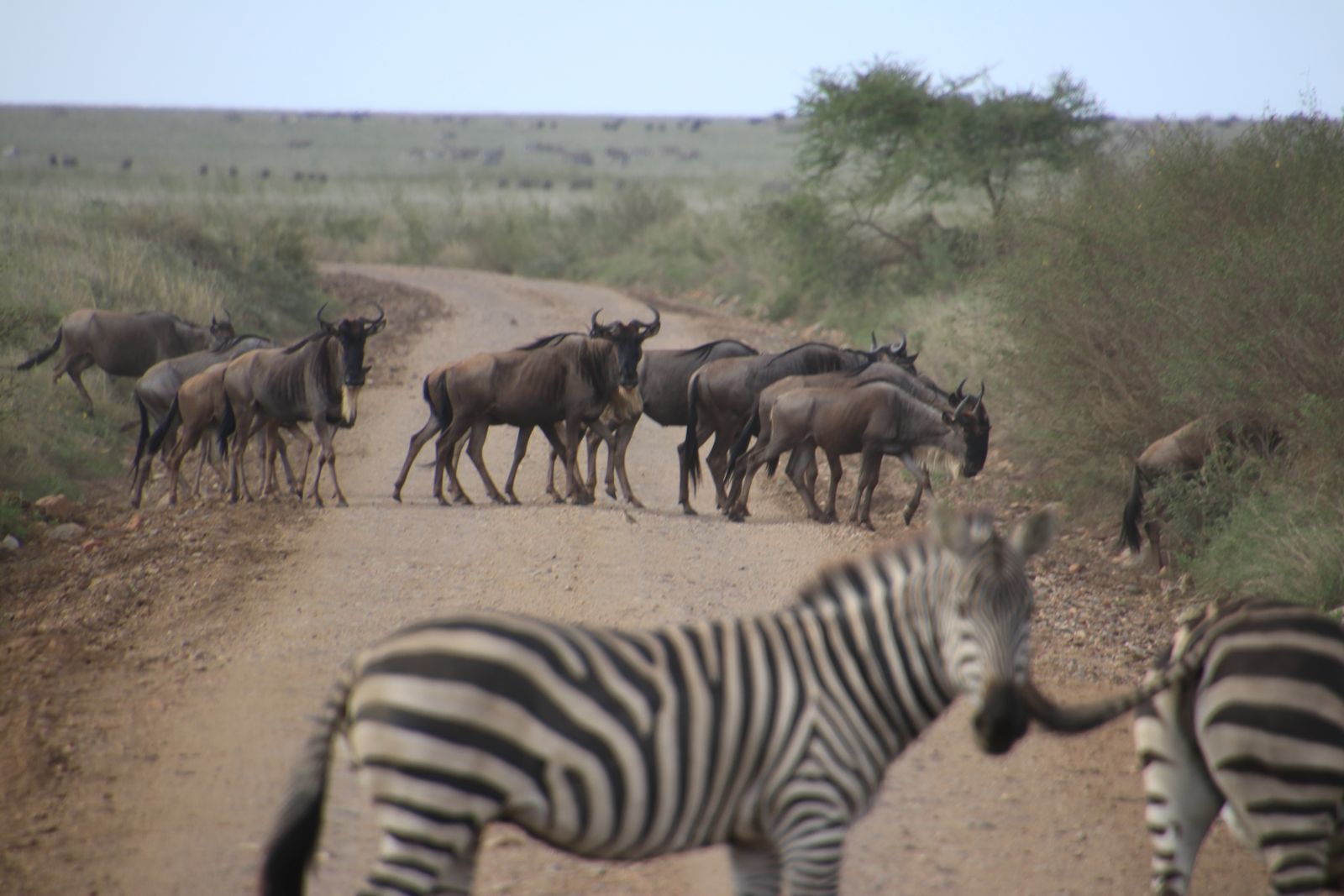 Safari in Tanzania. Tarangiri, Lake Manyara with continuation - My, Safari, Travels, Serengeti, Wild animals, Longpost