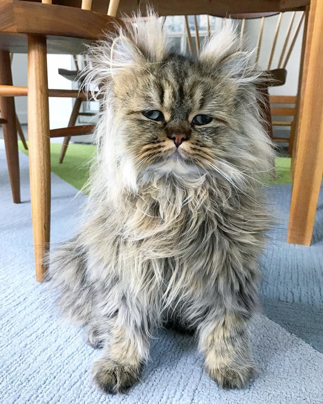 Barnaby the cat loves to sleep and looks like every day is a rough Monday morning - cat, Dream, Longpost