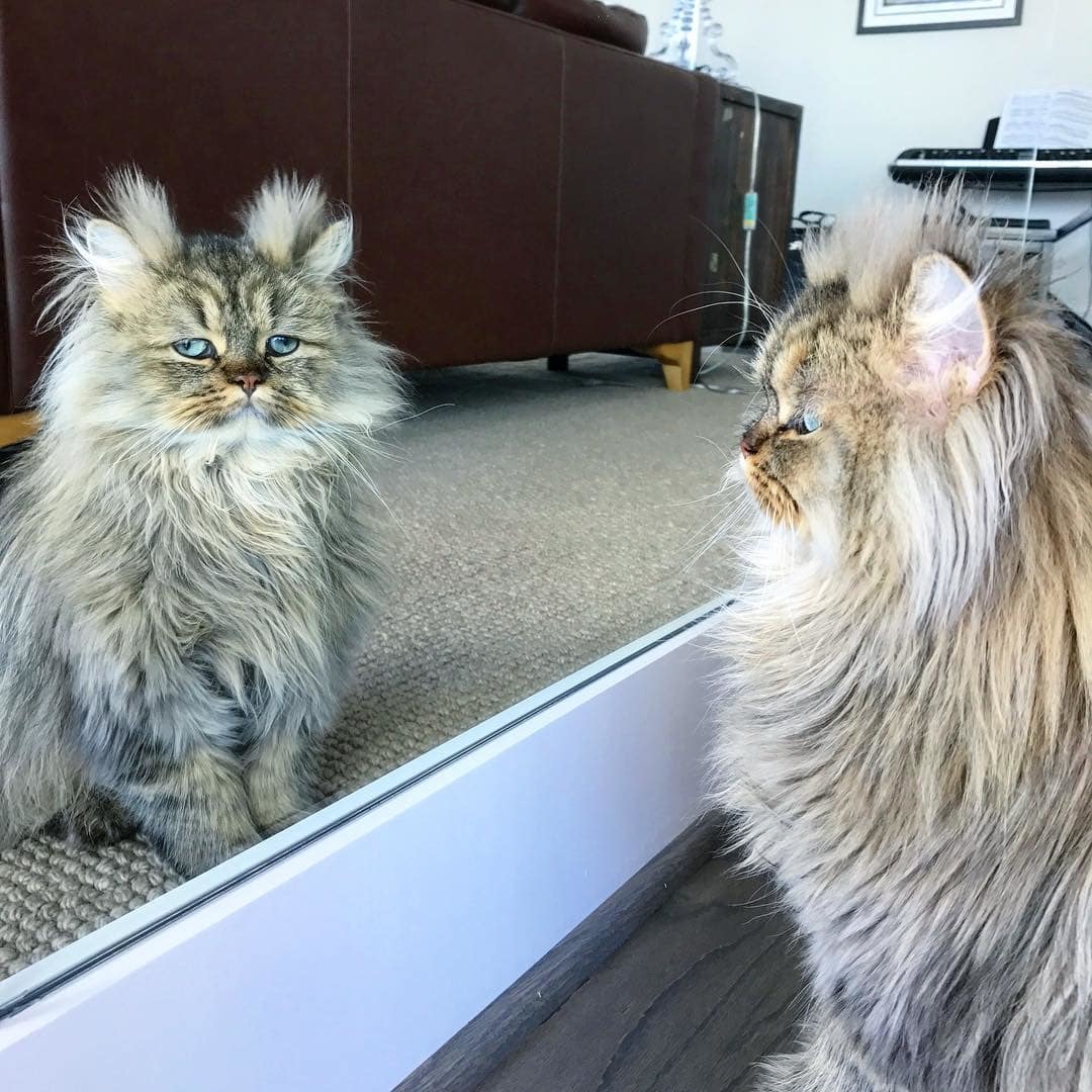 Barnaby the cat loves to sleep and looks like every day is a rough Monday morning - cat, Dream, Longpost