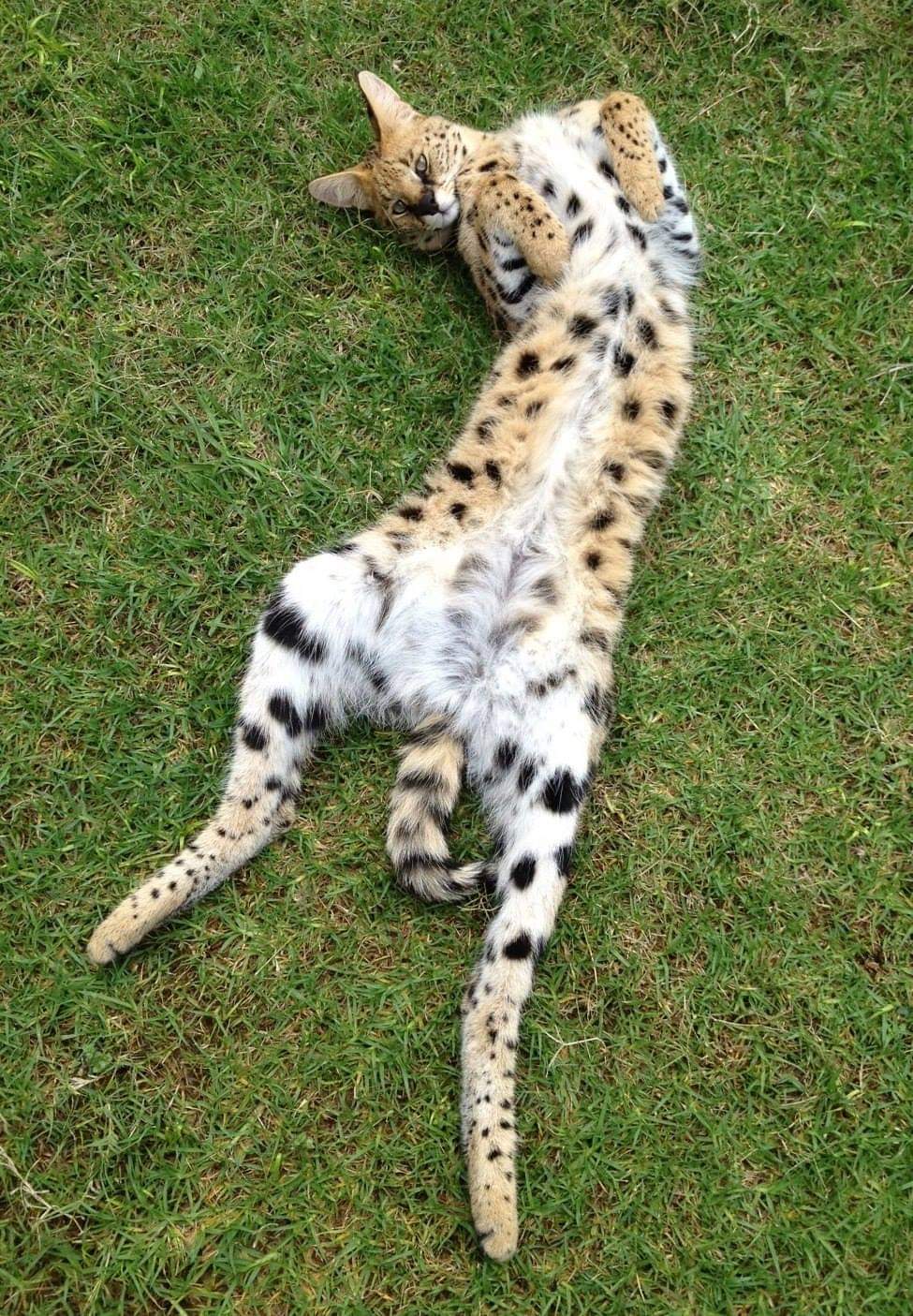 Well, pet your belly! v.2 - Serval, Small cats, Milota, Wild animals, The photo, Australia, Reserves and sanctuaries, Belly, Wild cat center