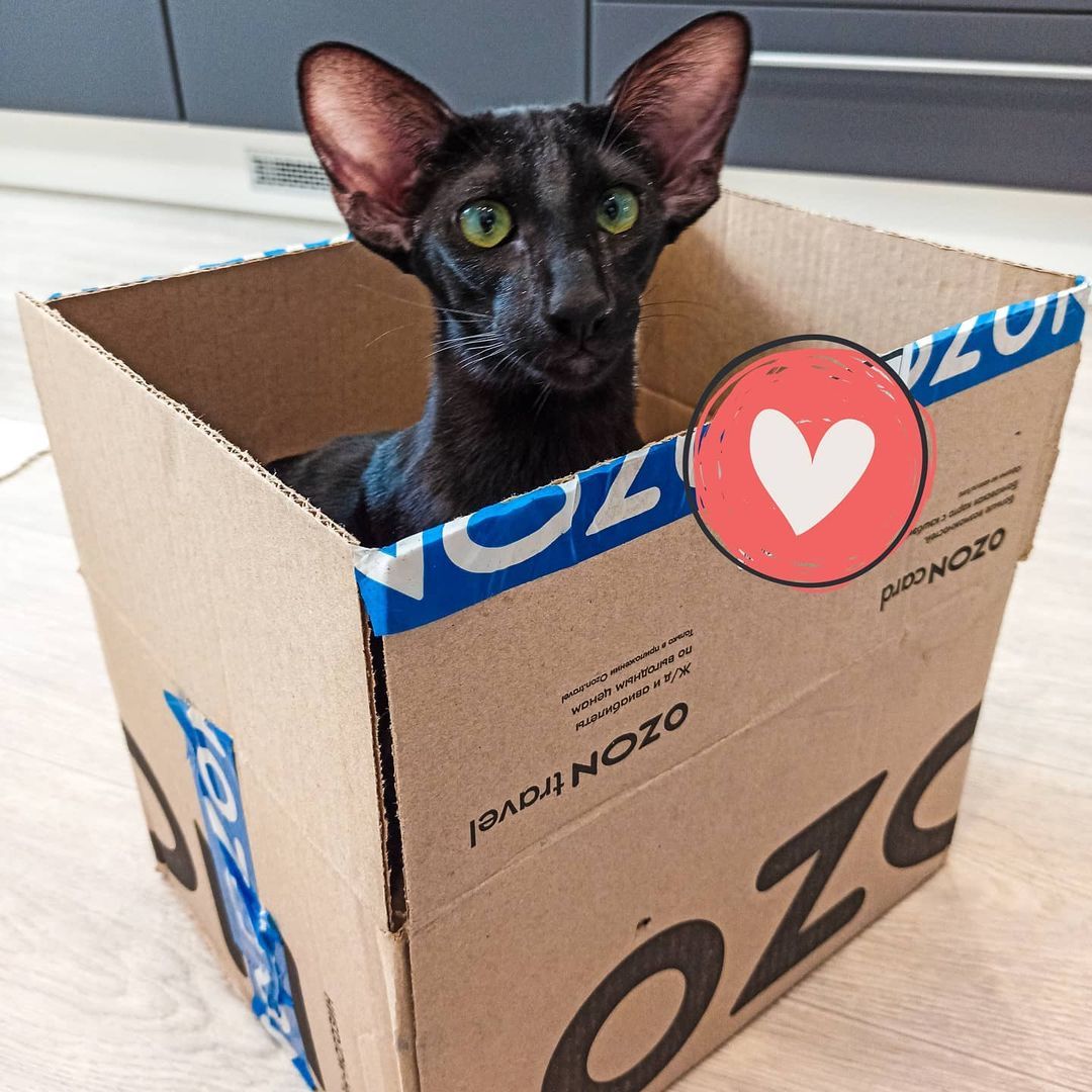 Have you ordered delivery? :) - My, cat, cat, Kittens, Black cat, Black cat, Oriental cats, Milota, Pets, Box