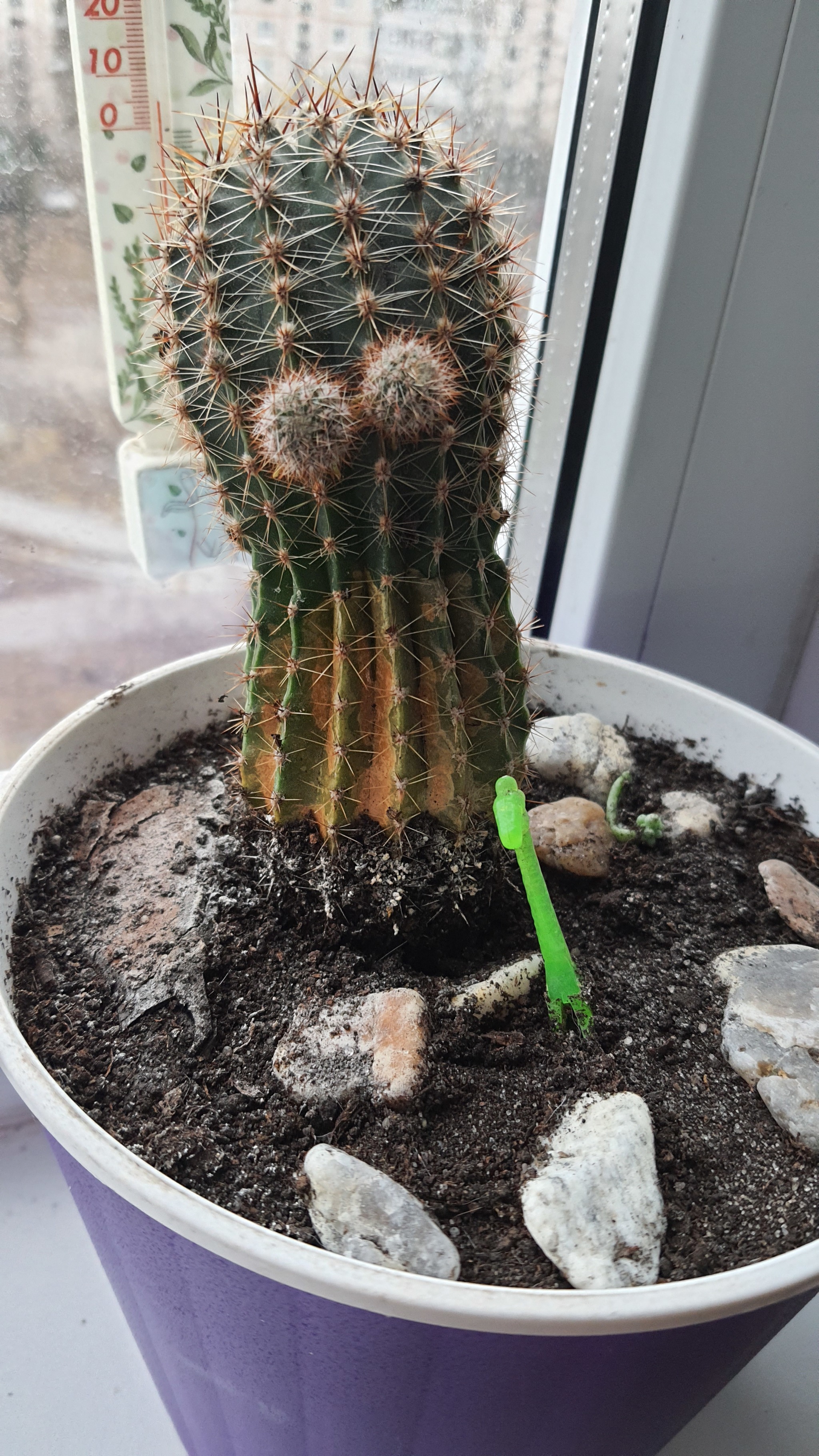 Hello - My, Cactus, Eyes, Similarity, Pareidolia