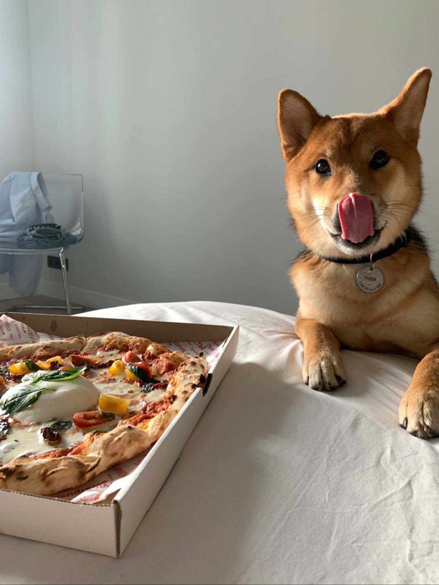 When I waited for delivery - My, Shiba Inu, Pizza, Dog, Longpost