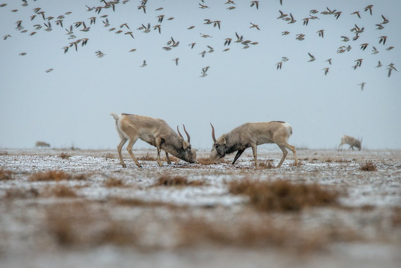 When saigas' great love for the female merges with fierce hatred for their rival, a battle begins... - Saiga, Gon, Wild animals, wildlife, Kalmykia, Reserves and sanctuaries, December, Steppe, Longpost