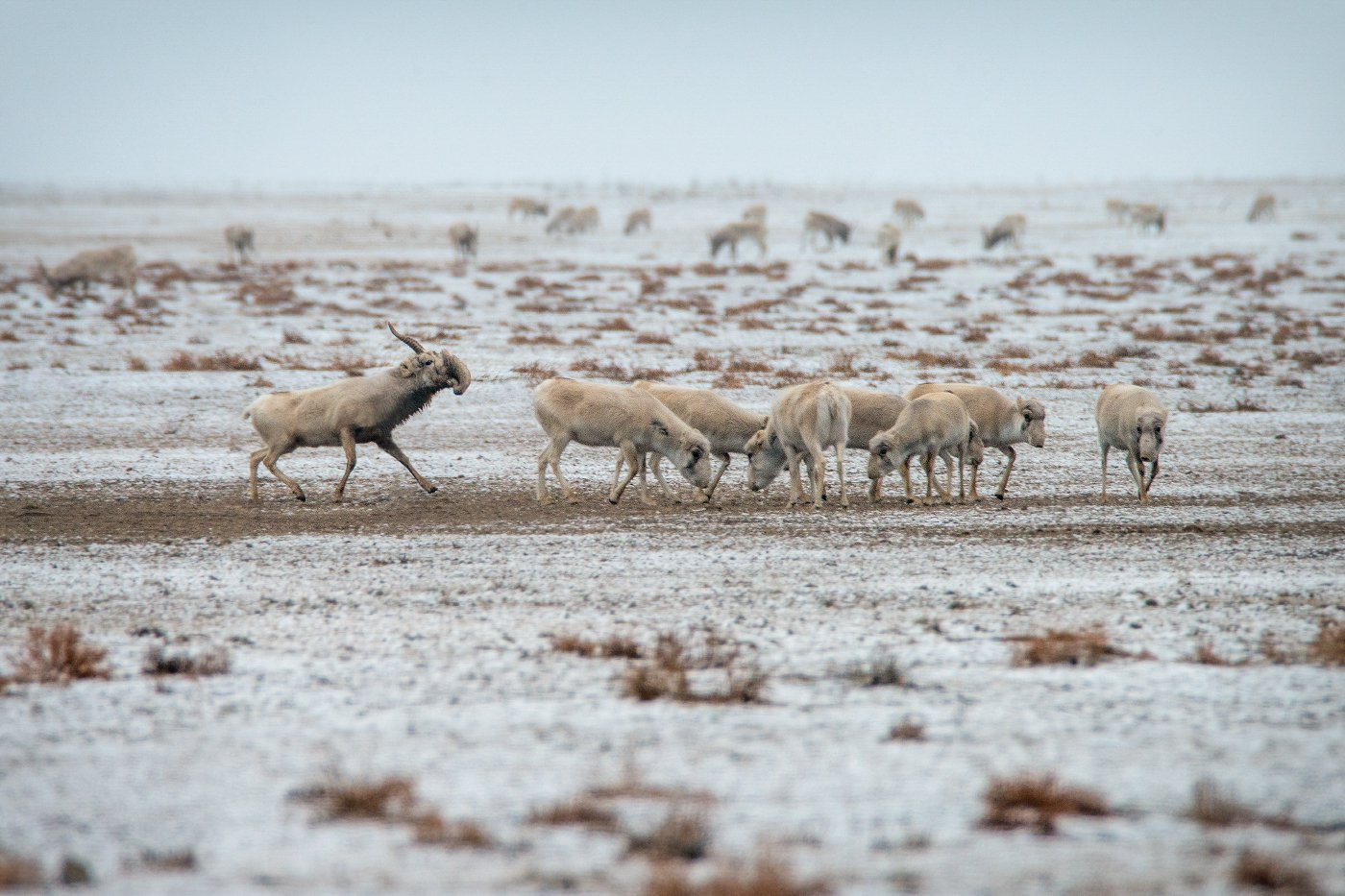 When saigas' great love for the female merges with fierce hatred for their rival, a battle begins... - Saiga, Gon, Wild animals, wildlife, Kalmykia, Reserves and sanctuaries, December, Steppe, Longpost