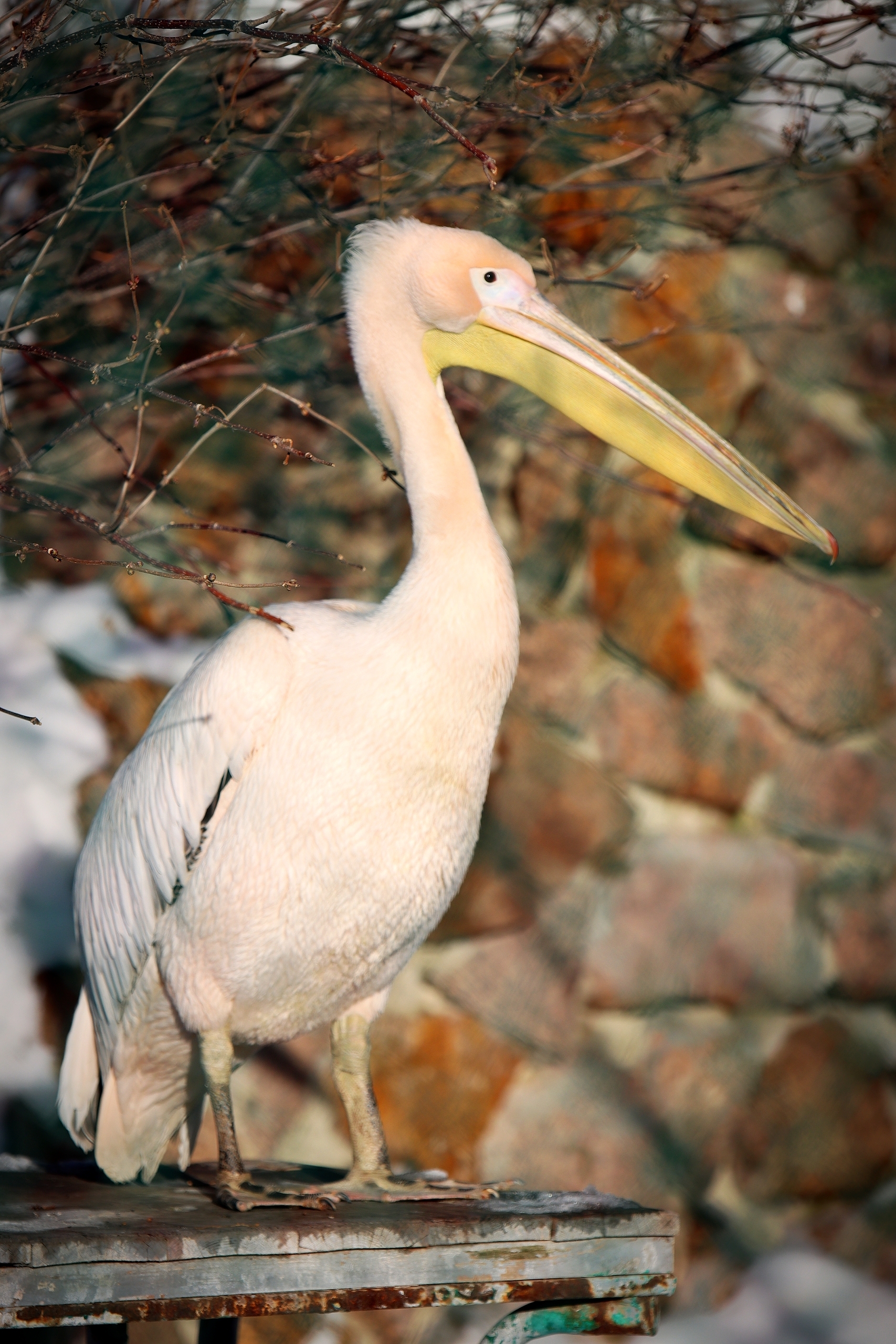 No politics, no economics, just animals from the Chelyabinsk Zoo - My, Zoo, Chelyabinsk Zoo, Animals, The photo, Longpost